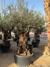 Olive Tree – Gnarled Old Trunk | Height approx. 2.3 m (230cm)