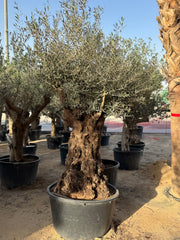 Olive Tree – Gnarled Old Trunk | Height approx. 2.3 m (230cm)