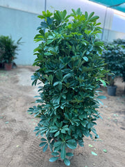 Dwarf Umbrella Tree (Schefflera arboricola) 120 cm