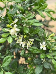 Murraya / Jasmine Plant – 100 cm with Nursery Pot