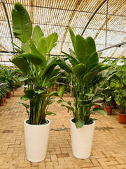 Two Bird of Paradise with Ceramic Pot 200 cm– Premium Bundle