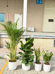 4 Plant Bundle with Premium Ceramic Pots β Indoor Styling Set