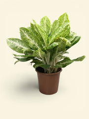 Aglaonema Snow White – 45 cm Nursery Pot