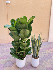 ๐ฟ Fiddle Leaf Fig & Snake Plant โ 2 Pcs Combo | Indoor Plants with Pot (Beginner Friendly)