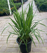 Lemon Grass