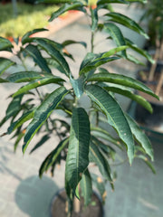 Mango Plant – 150 cm