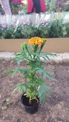 Marigold Flower Box – 30pcs Mixed Colours