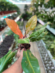 Philodendron ‘Prince of Orange’