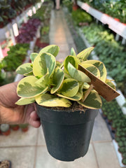 peperomia obtusifolia variegata