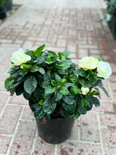 Gardenia Plant with Nursery Pot