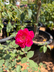 Rose pakistan