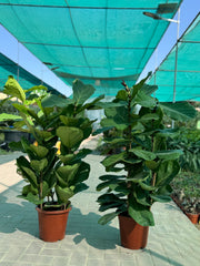 🌿 Fiddle Leaf Fig Plant – 2 Pcs Combo | Indoor Plants with Pot (Beginner Friendly)