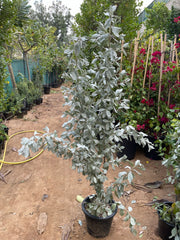 Silver Damas (Conocarpus erectus)