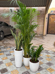 πΏ Areca Palm, Snake Plant & Zamia Combo β Indoor Plants with Pot (Beginner Friendly)