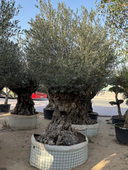 Olive Tree – Gnarled Old Trunk | Height approx. 2.8 m (280 cm)