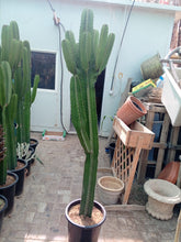 Euphorbia Abyssinica Cactus 2mtr