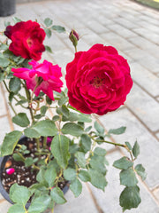 Rose pakistan