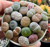 Lithops