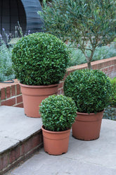 Ehretia Microphylla Ball