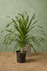Dracaena draco (Dragon Tree / Drago)