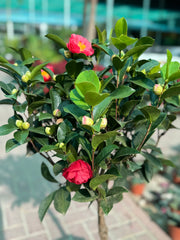 Camellia Plant – 120 cm