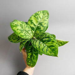 Homalomena 'Camouflage'