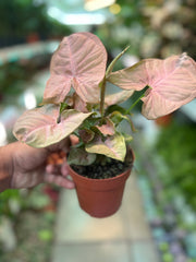 Syngonium ‘Neon Pink’