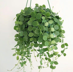 String of Nickels Hanging