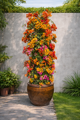Bougainvillea Premium Outdoor Flowering Plant – Color Mix | Large Ceramic Pot 200 cm
