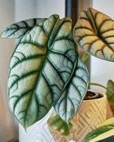 Alocasia Silver Dragon