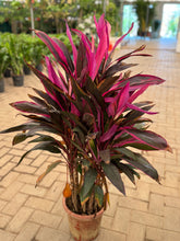 Cordyline Red / Ti Plant – Premium Color Foliage