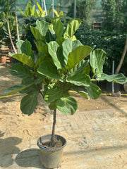 đż Ficus Lyrata Fiddle Leaf Fig Plant in White Ceramic Pot (150 â 170 cm)
