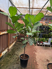 Fiddle Leaf Fig (Ficus lyrata) – 200 cm Height (Including Nursery Pot)
