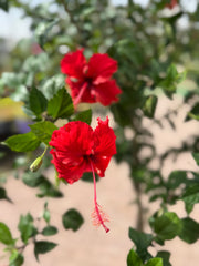 Hibiscus rosa-sinensis – 160 CM with Nursery Pot