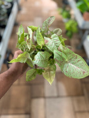 Syngonium Milk Confetti