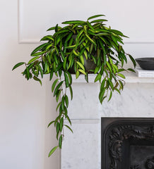 Hoya Wayetii Hanging