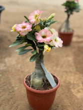 Desert Rose (Adenium) – 30 cm with Nursery Pot