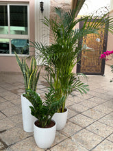 🌿 Areca Palm, Snake Plant & Zamia Combo – Indoor Plants with Pot (Beginner Friendly)