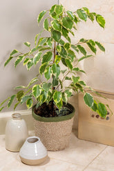 Ficus Benjamina Starlight - Weeping Fig