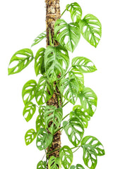Monstera adansonii (Adanson’s Monstera / Swiss Cheese Vine)
