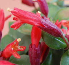 Aeschynanthus ‘Japhrolepis’ – Mona Lisa Lipstick Plant (Hanging)