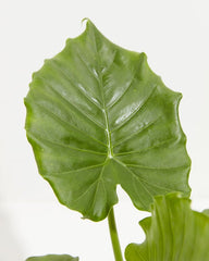 Alocasia California