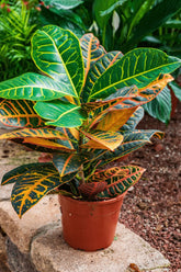 Croton Indoor