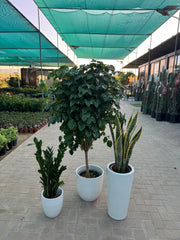 🌿 Indoor 3 Plant Bundle – Air Purifying & Beginner Friendly