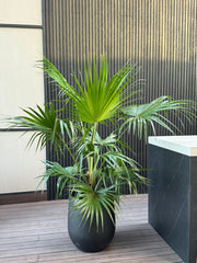 Livistonia Palm – 150 cm (Nursery Pot)
