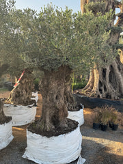Mature Olive Tree – Strong Trunk Mediterranean Beauty 200 cm