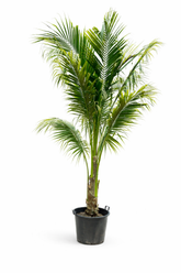 Coconut Palm β 3.5 cm Approx.) | With Nursery Pot