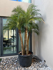Phoenix Palm – 5PP | 2.4 Meter (240 cm) | Ponnix Farm