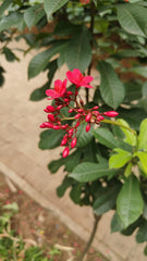 Jatropha Plant (Jatropha curcas)