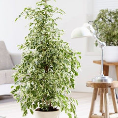 Ficus Benjamina Starlight - Weeping Fig
